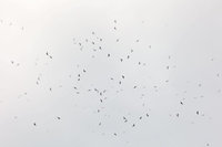赤腹鷹過境墾丁逾2.2萬隻 宣告「賞鷹季」到來