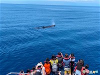 花蓮外海20頭抹香鯨家族出沒 遊客直呼太幸運