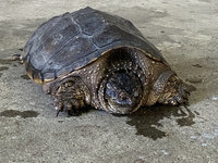 擬鱷龜現蹤台東  縣府籲勿棄養