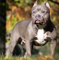 高雄三民區美國惡霸犬咬傷路人 飼主判拘30天定讞