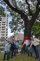 與地方共好 屏東大學校園讓路百歲雨豆樹
