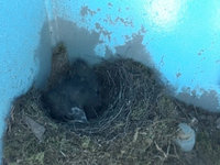 東方毛腳燕築巢育雛 雪山橋體養護工程配合離巢啟動