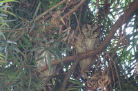 2領角鴞固定時段現身  台南水道博物館譽為門神
