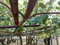 颱風小犬接近 高市府籲農民加強防範、留意氣象