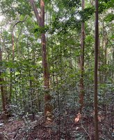 美濃熱帶樹園龍腦香科研究 登美國植物科學期刊