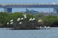 飛抵台南度冬黑面琵鷺增 保育季活動28日登場