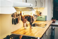 留4貓在家誤觸廚房感應爐開關失火 飼主判拘30天