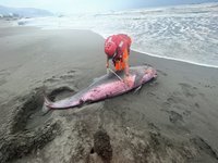 2隻小抹香鯨擱淺宜蘭頭城沙灘 1死1傷