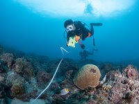 小琉球珊瑚、魚類瀕臨枯竭 學者籲設海洋保護區