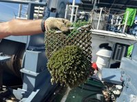 離岸風場養海藻 水試所：兼顧綠電、碳匯及漁業