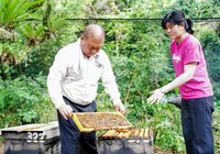 全國蜂蜜評鑑新北3特等獎 陳婷怡6都唯一獲獎女蜂農
