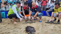 澎湖野放34隻保育海龜  重返大海展開新生