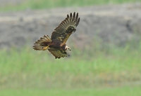 高雄茄萣濕地冬候鳥報到 黑面琵鷺先發亮相