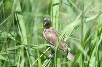 台東市太平溪生物棲地多元 鳥類秋冬換裝濕地賞鳥趣