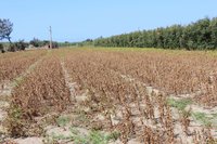 小犬颱風造成大豆災損  苗栗縣3鄉鎮納現金救助