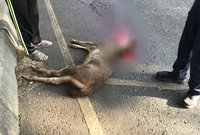 彰化水鹿被撞死 警查肇事車輛開罰