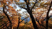 台灣山毛櫸滿山金黃  太平山森林遊樂區最佳觀賞期