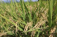 加強型水稻保費  花蓮富里公所擬補助10%