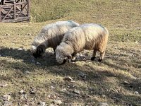 清境農場30萬標售瓦萊黑鼻公羊 無人購買流標