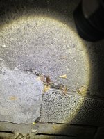 與前女友網路貼文起糾紛開槍 男子落網後送辦交保