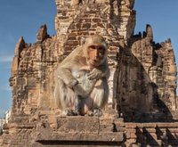 全球6大奇特慶典  猴子吃Buffet、冰凍髮藝上榜