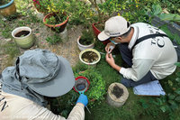 台南登革熱病例續降  19日起保全期盼速終結疫情