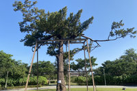 台南水道鎮館老樹「親王松」病蟲害  吊點滴治療