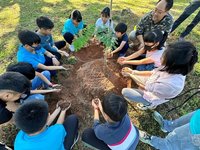 送別最後1棵校樹 台東永安國小1年後種回4棵鳳凰樹