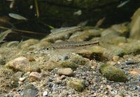 搶救巴氏銀鮈等3淡水魚 南投林業分署啟動跨署平台