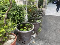 6缸孔雀魚不翼而飛 高雄警揪出白鷺鷥吃到飽