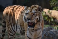 新竹動物園孟加拉虎兄弟 伴民眾18年相繼老化死亡