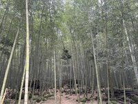 竹林固碳量高 南投縣府尋求企業資源支持竹農契作