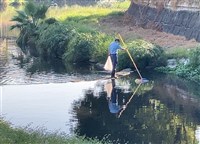 台南竹溪魚群死亡疑因溫差大 市府清逾百公斤魚體