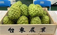 台東鳳梨釋迦銷中驗出蟲害 防檢署籲恢復檢疫對談