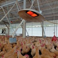 寒流來襲  南市府籲農漁畜嚴防寒害減少損失