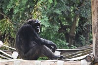 白鼻心遭毆致死 北市動物園：黑猩猩為保護家族