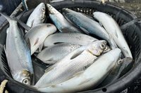 嘉縣混養虱目魚遭寒害  凍死逾4500台斤