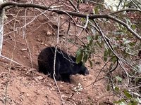 台中和平山區黑熊困捕獸夾 林業保育署馳援