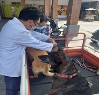 苗縣南庄首驗出狂犬病鼬獾 加強犬貓免費打疫苗