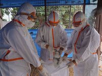 台南麻豆1土雞場檢出禽流感 撲殺逾1.1萬隻