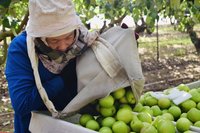 高雄蜜棗電商平台開賣 會員送雄幣回饋金