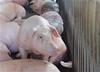 非洲豬瘟高風險國增科索沃 攜入豬肉製品將重罰