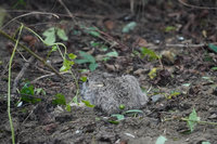 台南水道博物館小野兔現蹤 工作人員打趣告別兔年