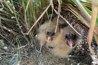 畜試所牧草區引草鴞築巢 初代雛鳥闖蕩2年歸再育4雛[影]