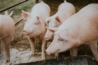 阿爾巴尼亞野豬確診非洲豬瘟 勿帶豬肉產品入台