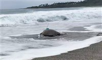 腫瘤海龜治癒野放 裝發報器追東部海域病龜偏多原因