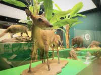 十三行博物館推台灣史前動物特展 化石、模型吸睛