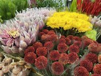 台北花市春節前108小時不打烊 切花均價便宜2成