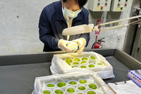 台南蜜棗外銷 113年首批出庫空運日本