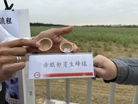 台糖蔗田無人機投放「扭蛋」寄生蜂防害蟲立大功